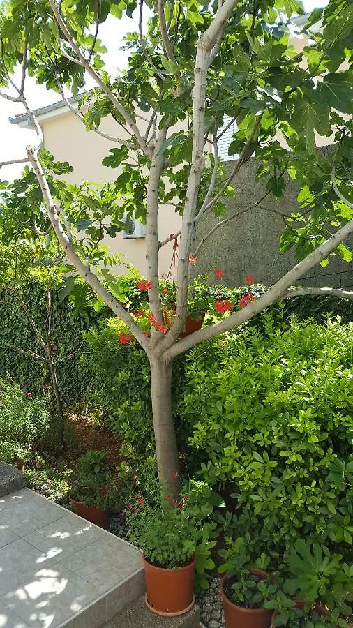 Guest House Dijana Krk Town 0*,  Chorwacja